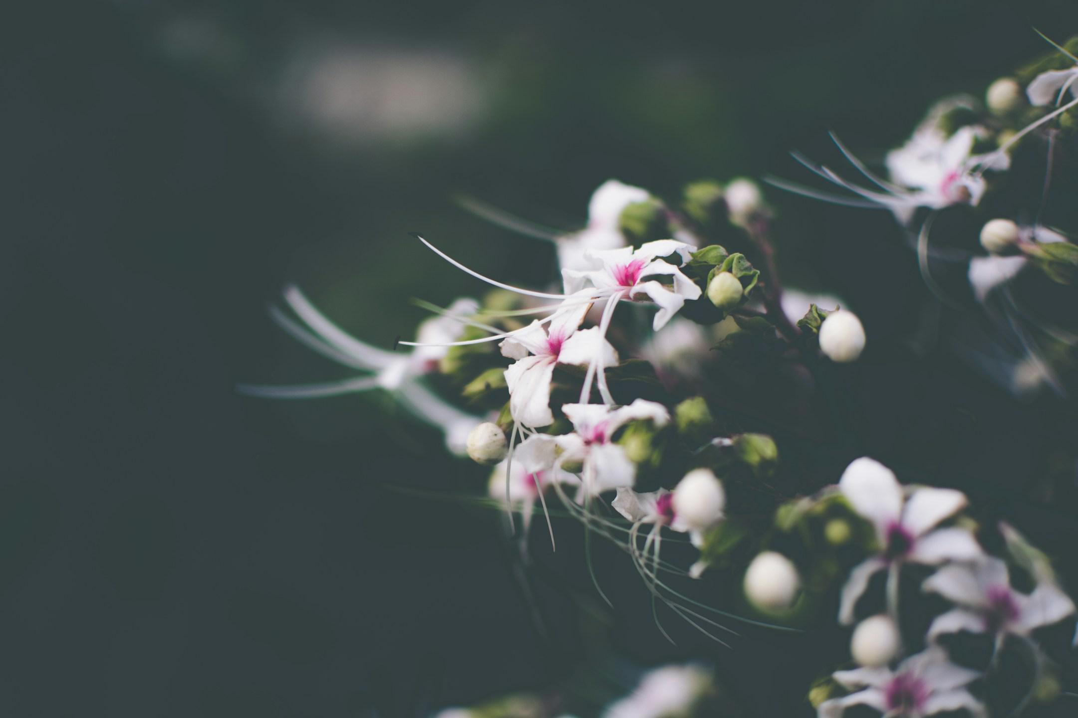 Wild Flowers from India