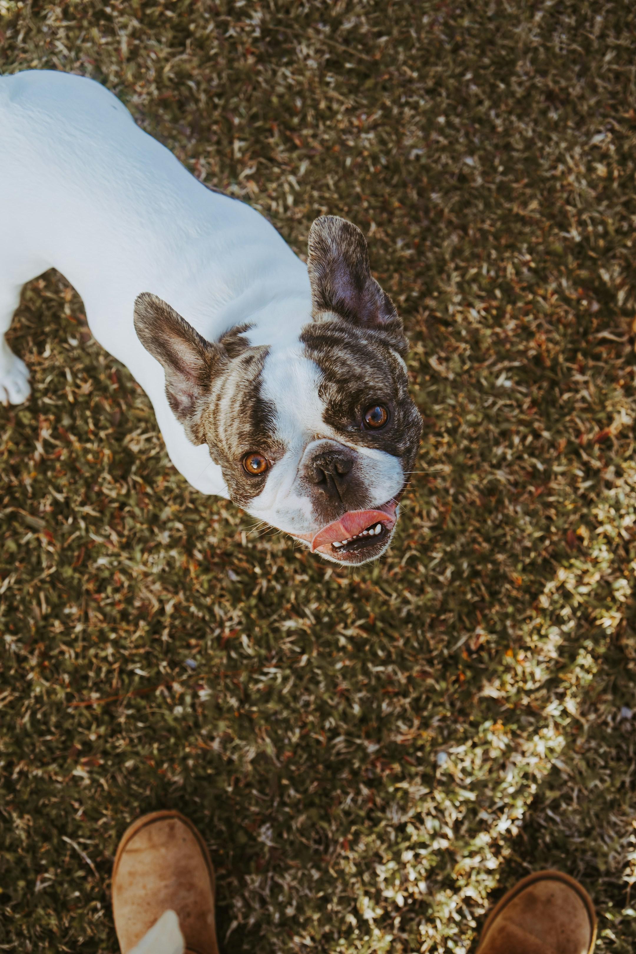 <p>Preparing your home</p>