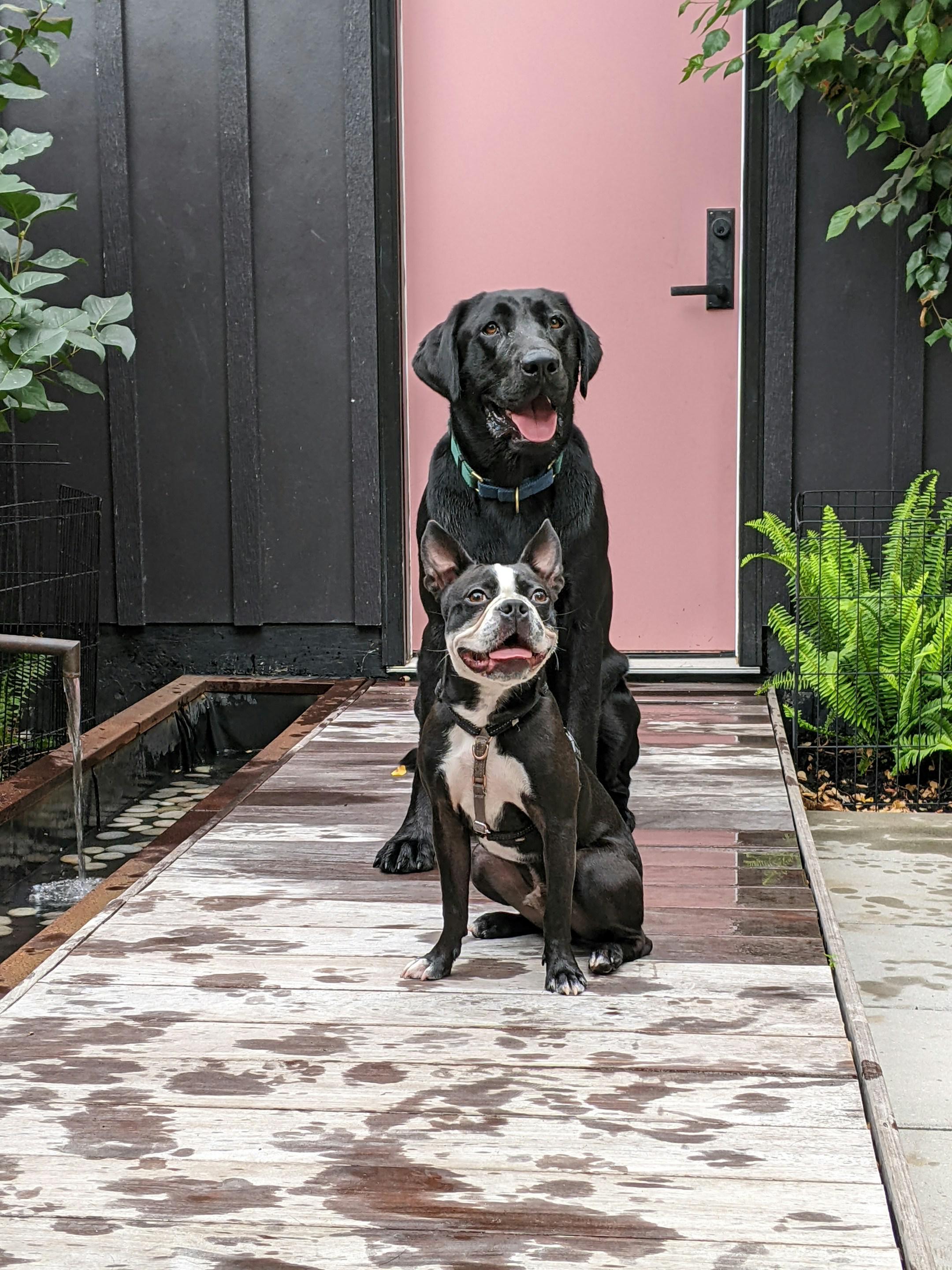 Fergus & Auggie the doggie - besties.