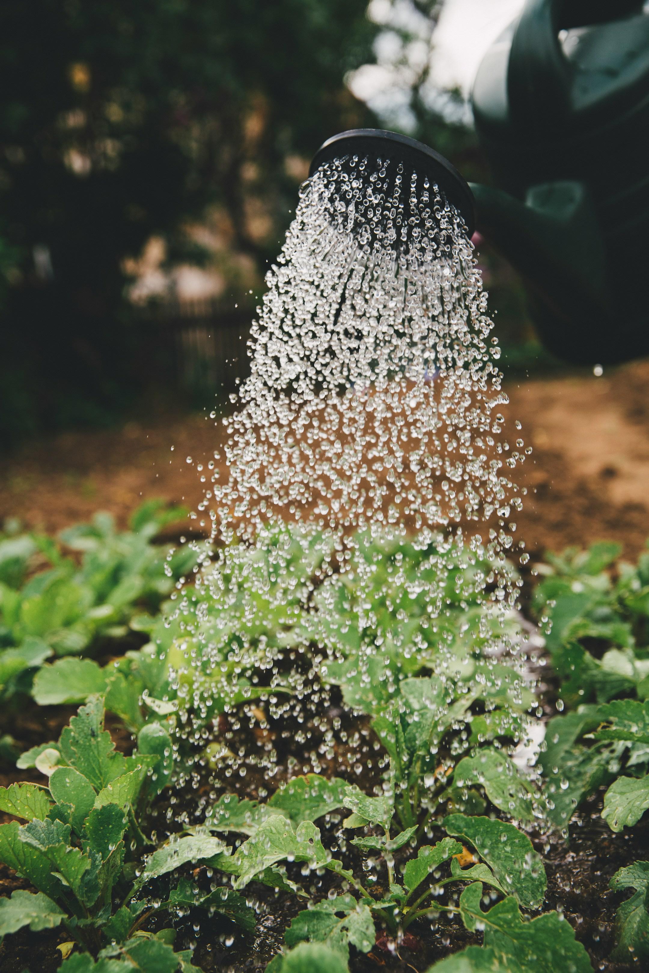 Support yourself – Urban Gardening – self-supply – self-sufficiency