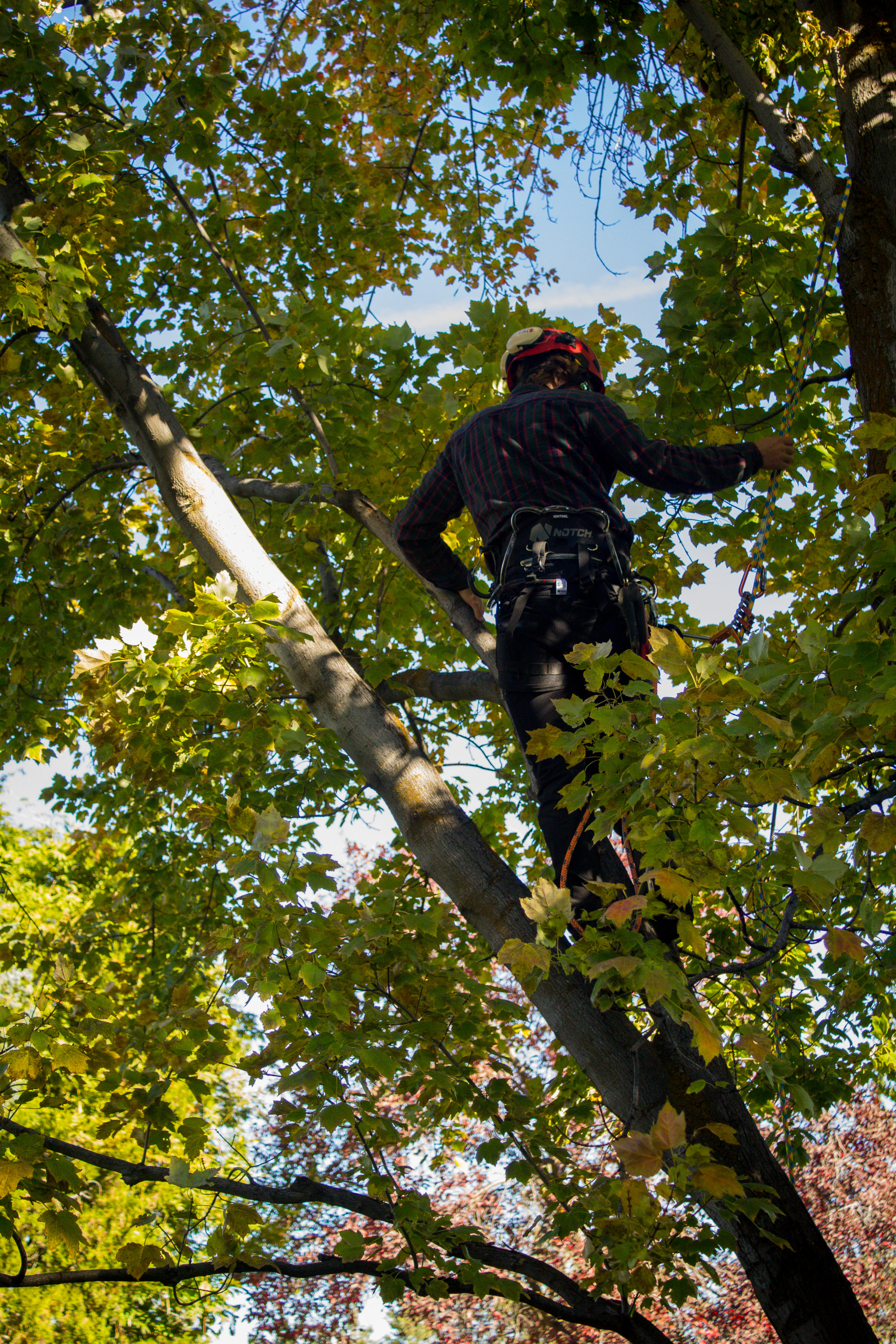 Professional tree trimming and pruning service in Meridian Idaho