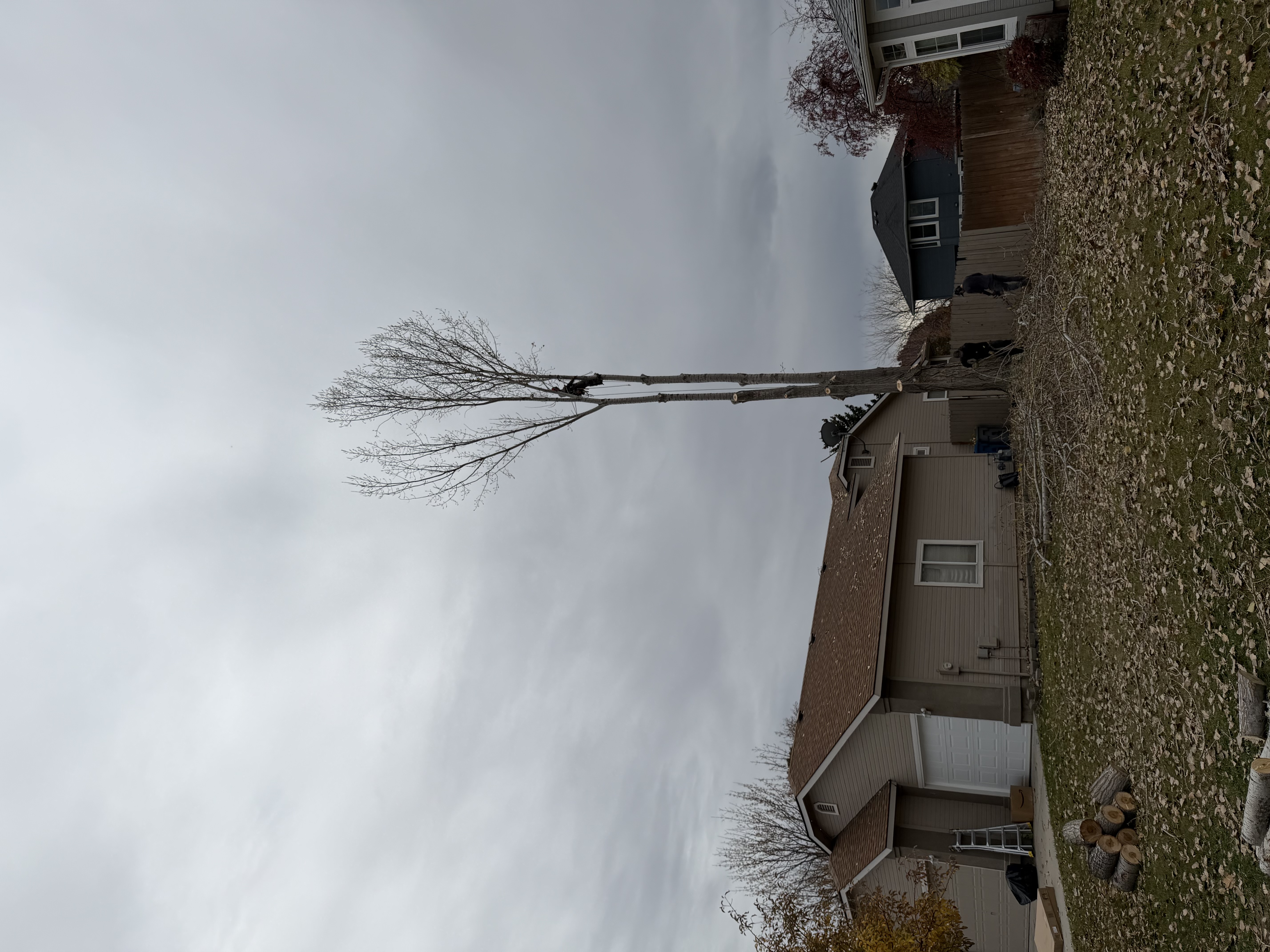Professional tree removal service arborist safely removing large tree in Boise