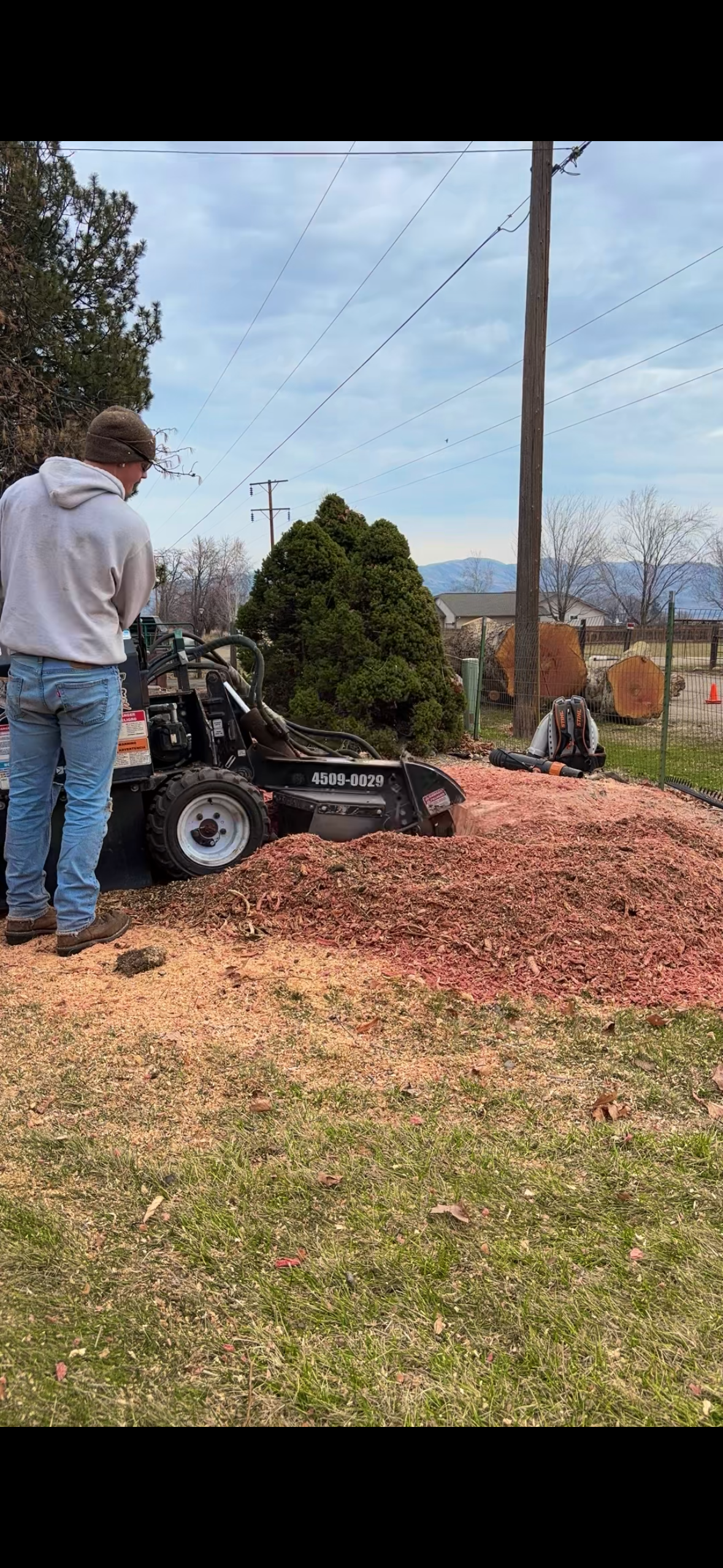 Professional stump grinding service showing tree stump removal in Boise