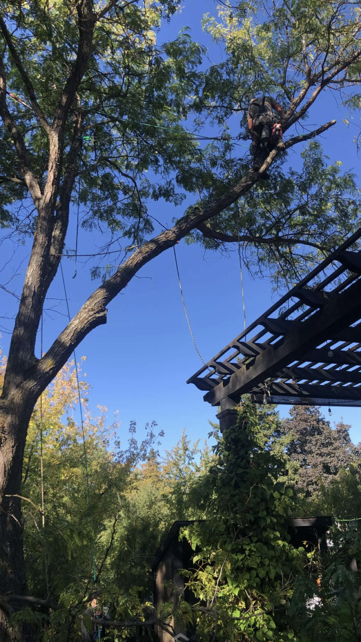 Arborist inspecting trees in Meridian Idaho neighborhood