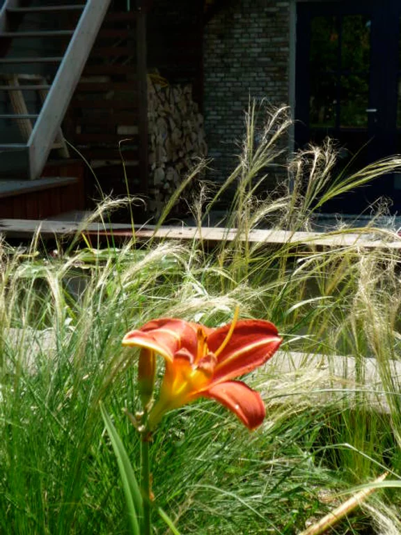 lilium.webp