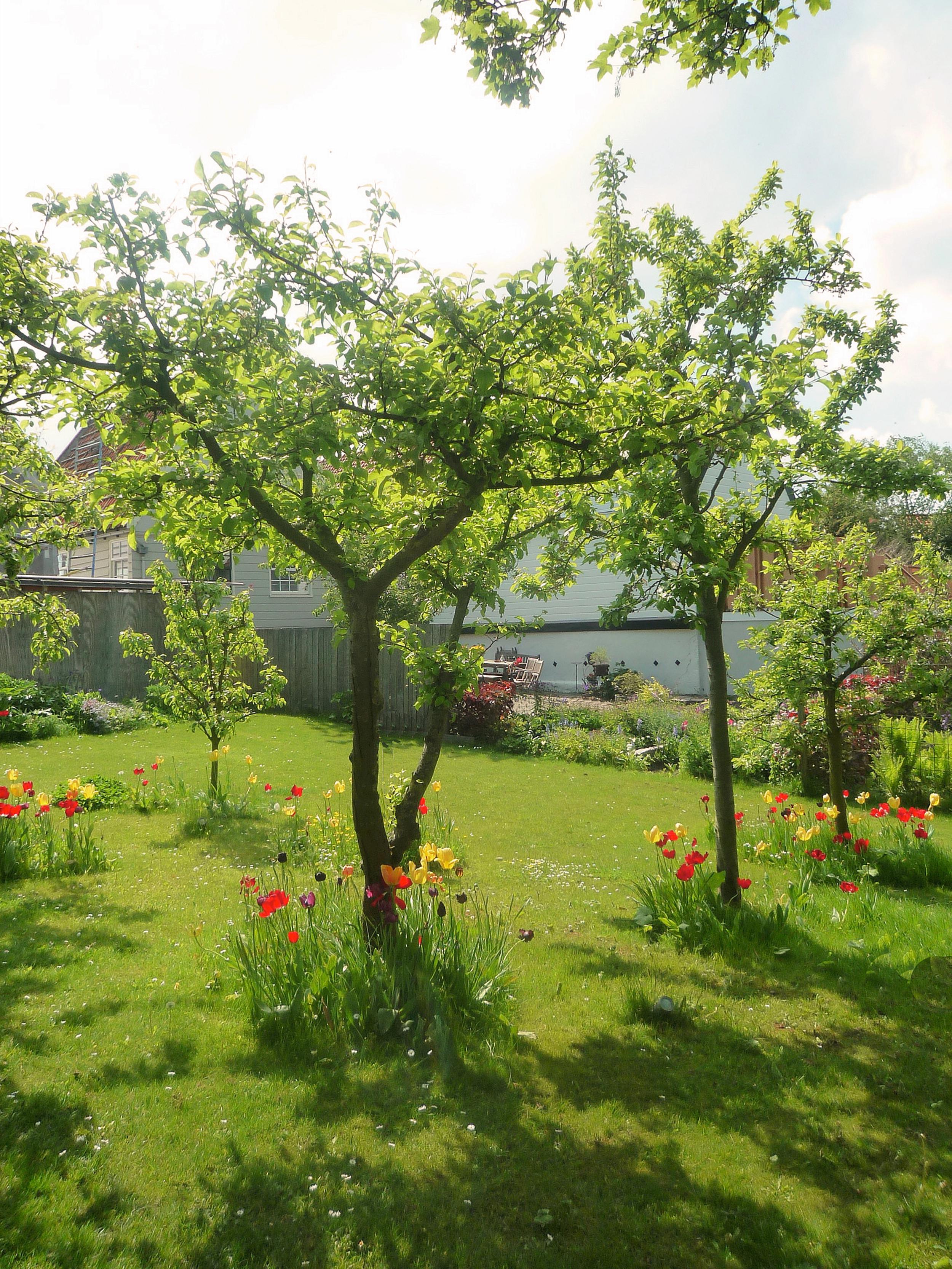 dijktuin fruitbomen - 2011 - 2012.jpg
