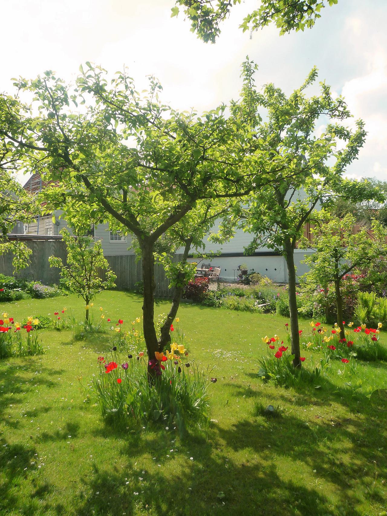 dijktuin fruitbomen - 2011 - 2012.jpg