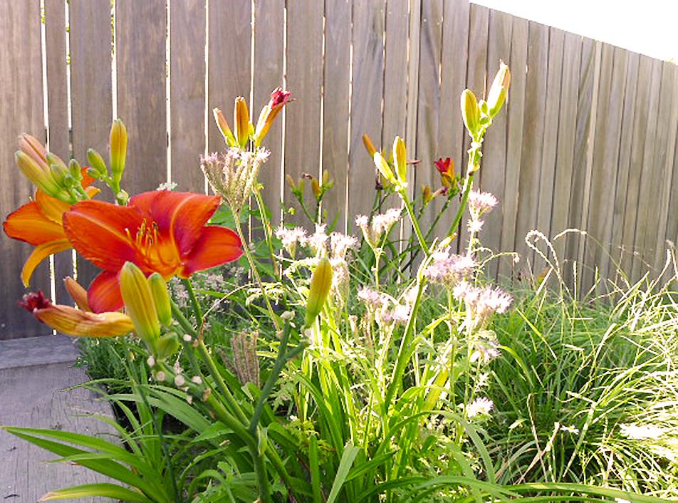 dijktuin hemerocallis - 2012.jpg