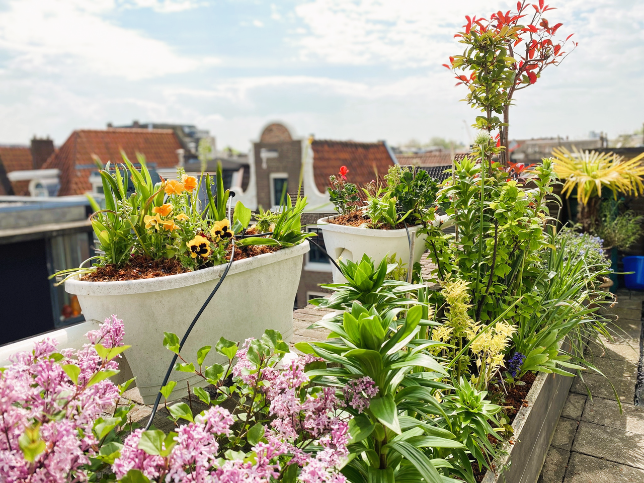 Balkontuin met kleur, geur en minimaal onderhoud, perfect afgestemd op een groot zuidwestbalkon - Pieternella Tuinontwerp