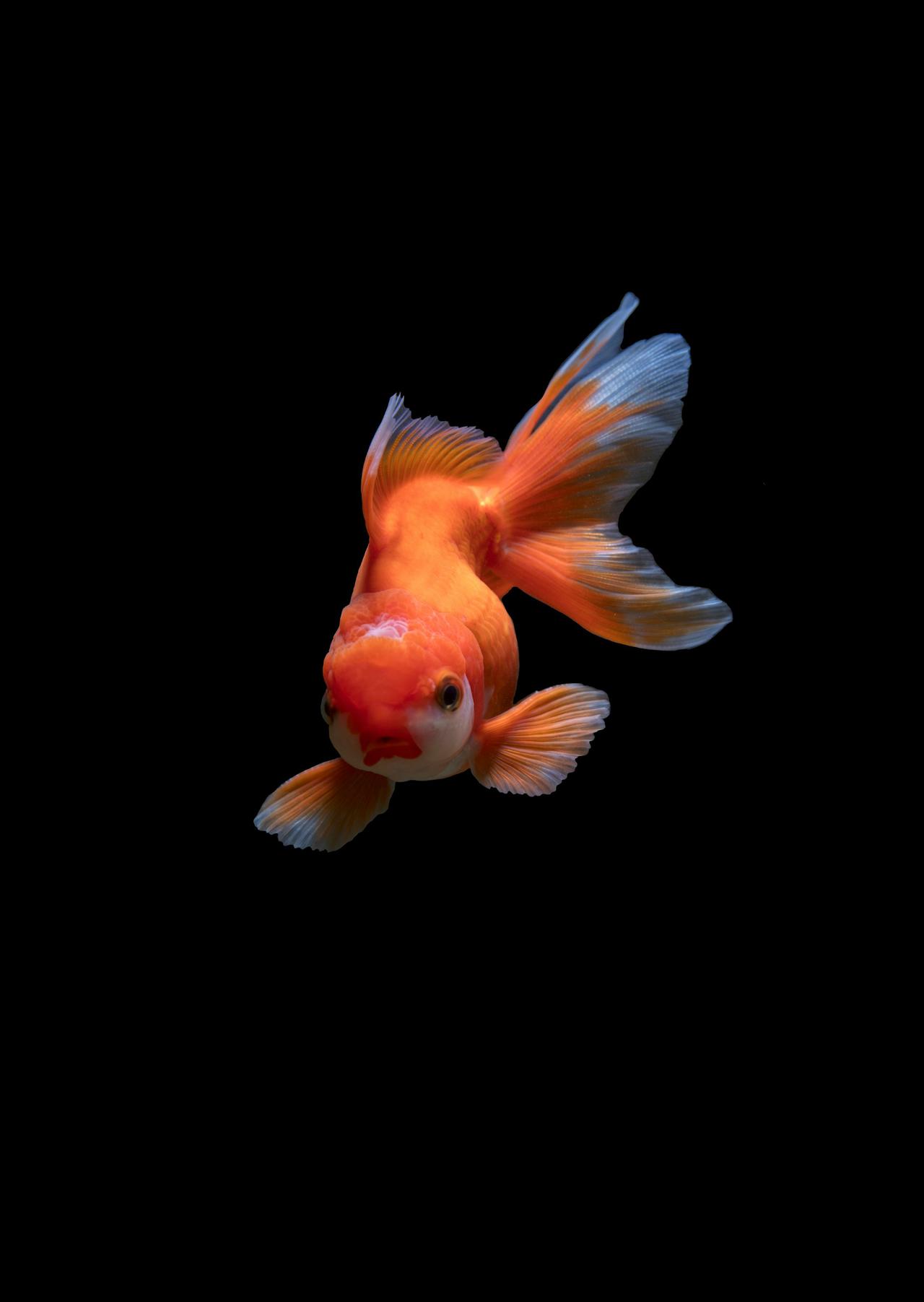 my pet.
