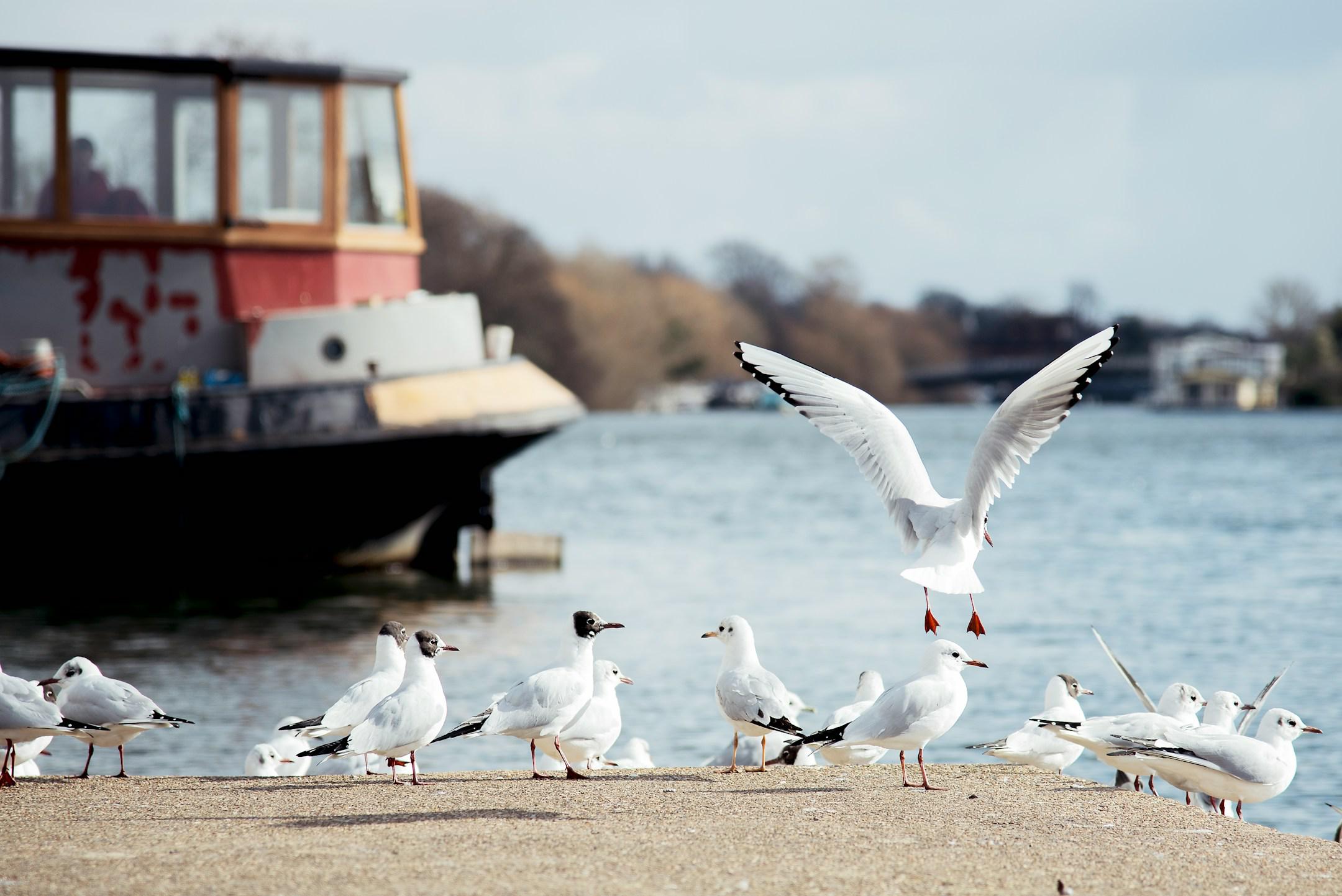 Gulls, mid plumage change, congregate at Hampton Boatyard on a crisp winter’s day