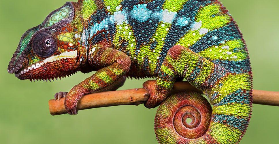 reptile_centre_hoedspruit_moya_safari_villa.jpg