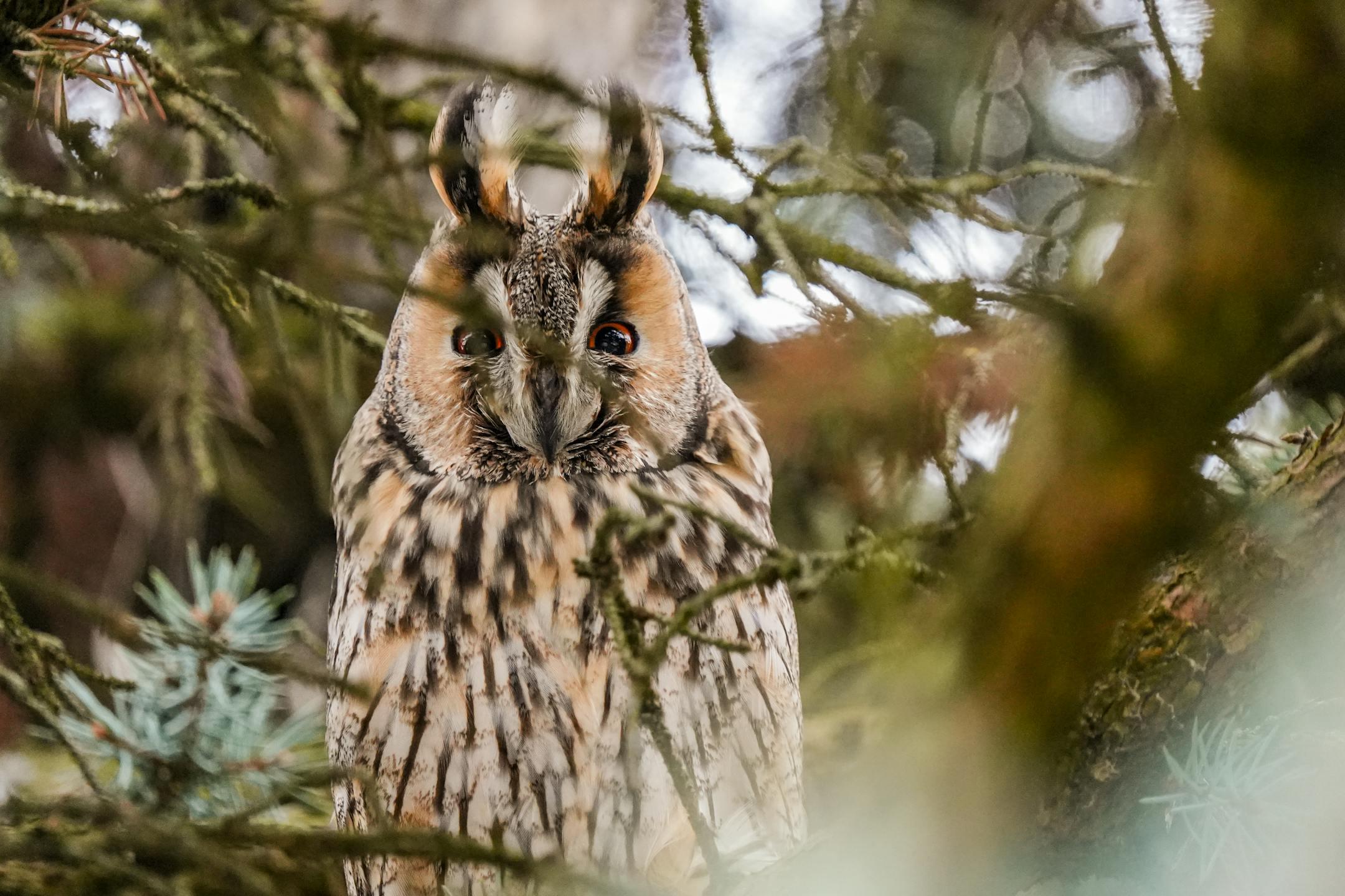 Exploring species profiles: In-Depth information at your fingertips