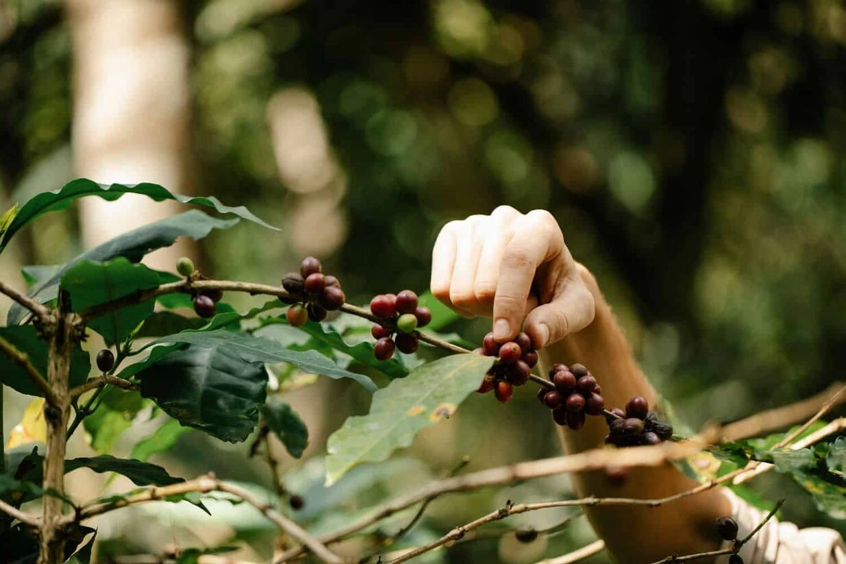 arabica-coffee-plants.webp