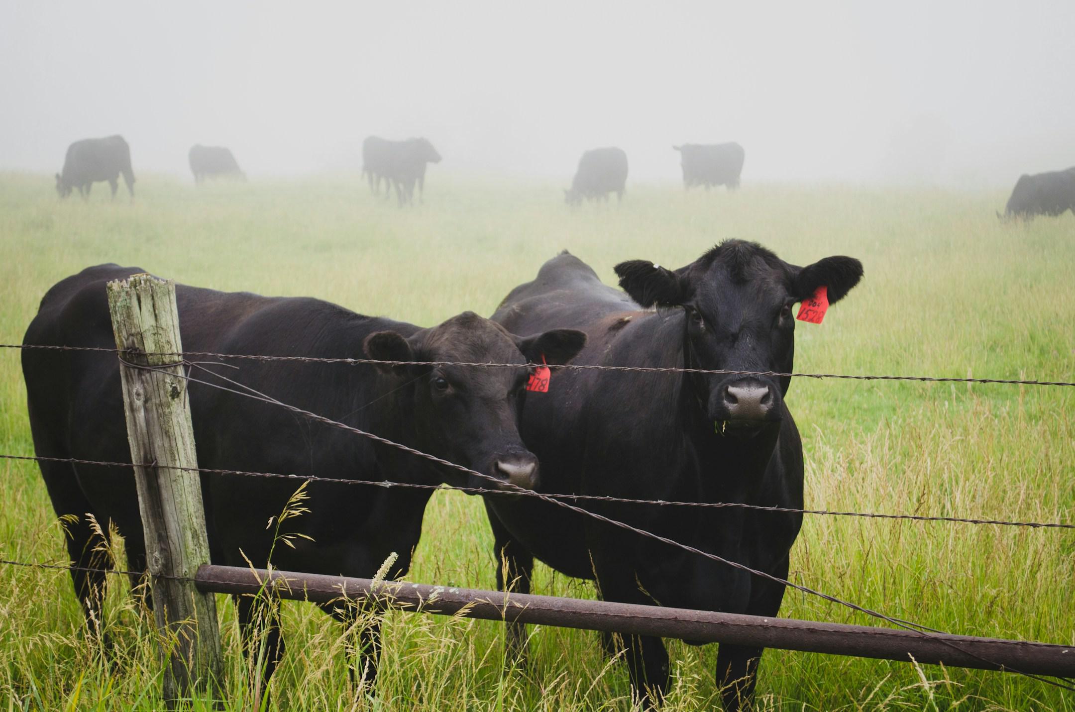 Cows Feeding In The Field