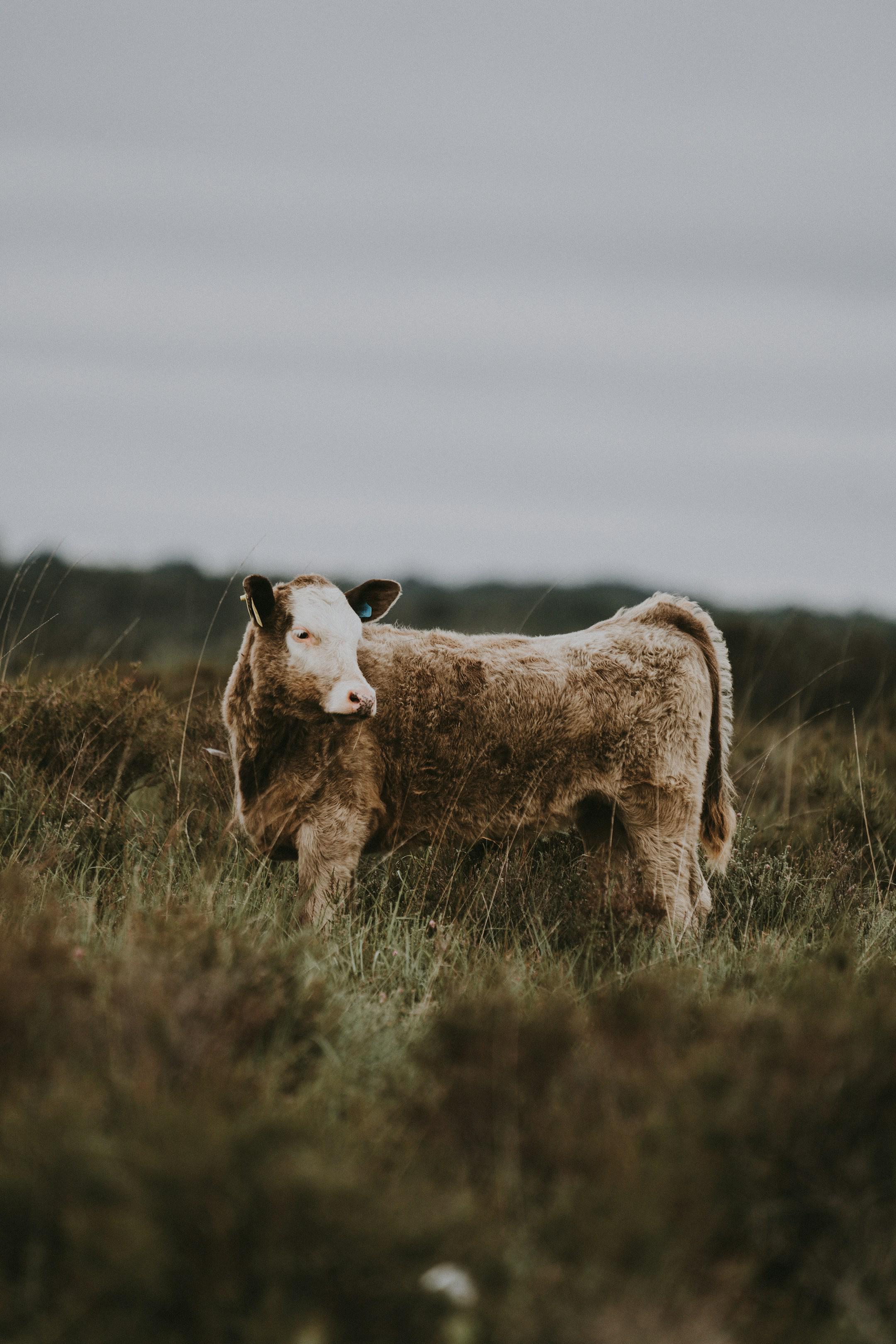 Calf in the countryside