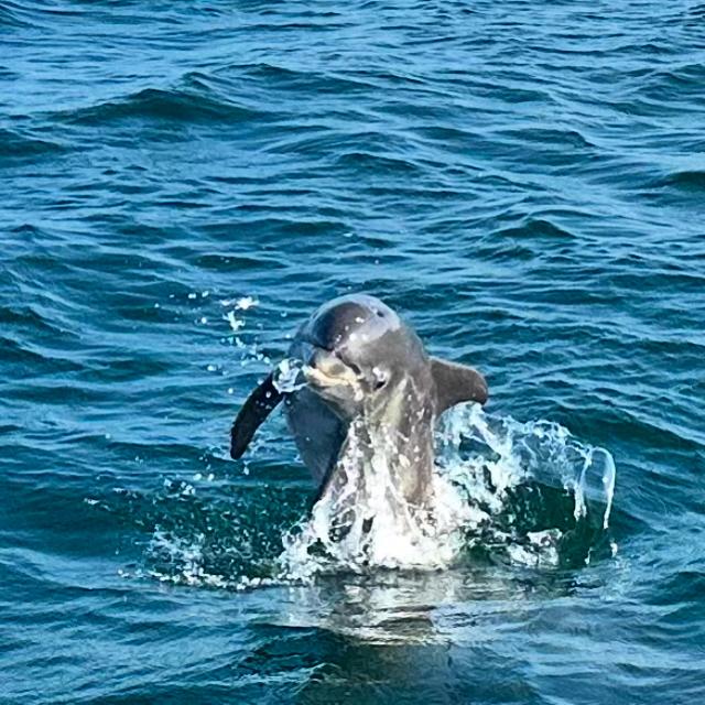 dolphin training.jpg