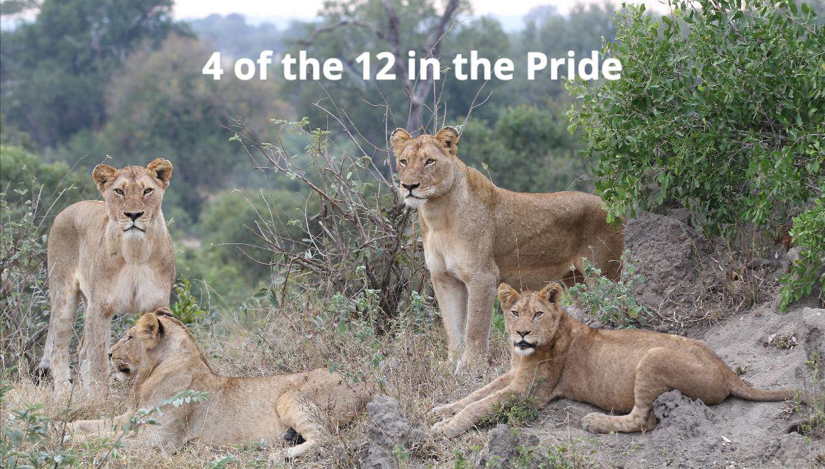4 of 12 pride.jpeg
