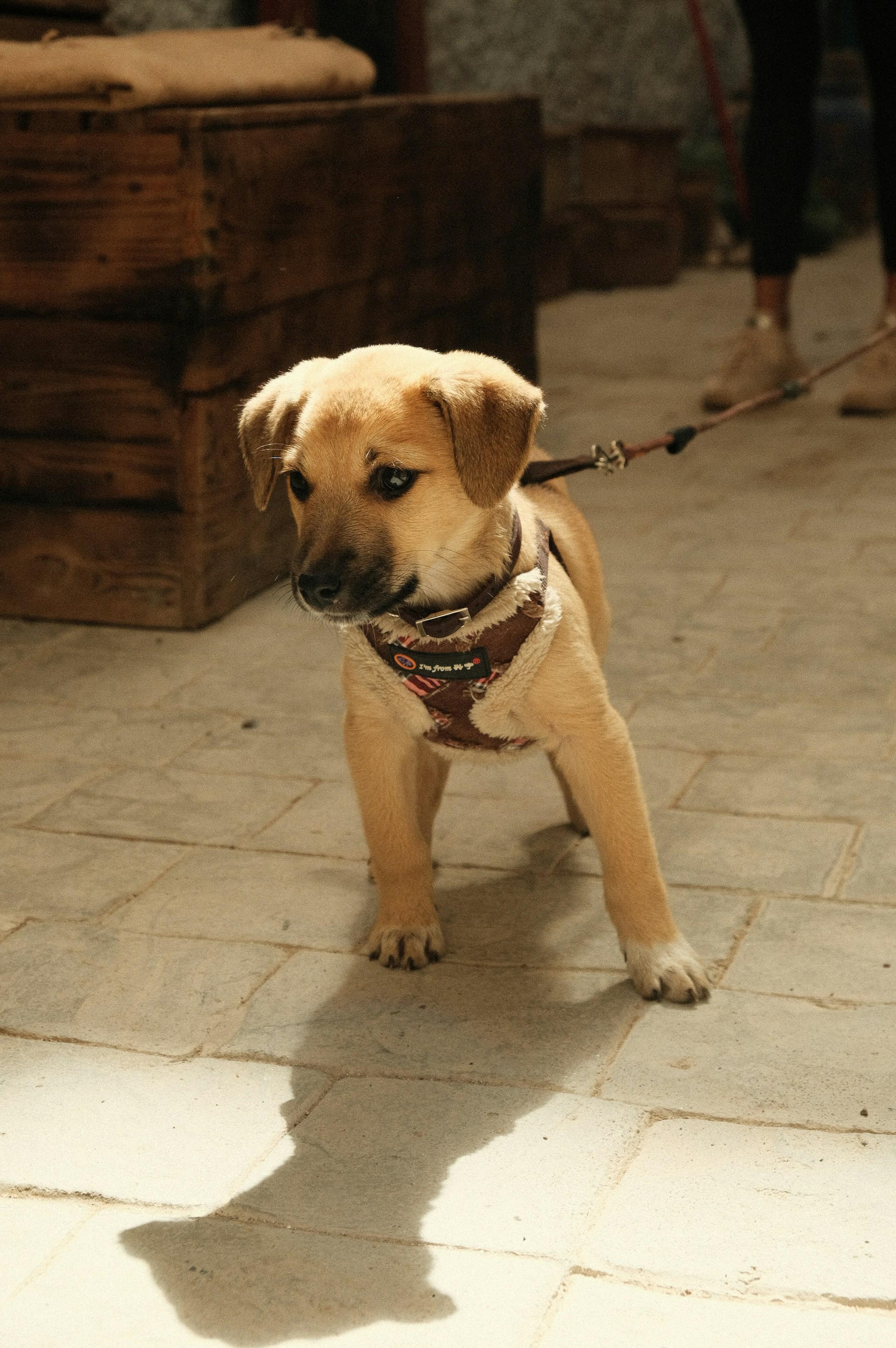 a small puppy dog in the streets of Essaouira, Morocco