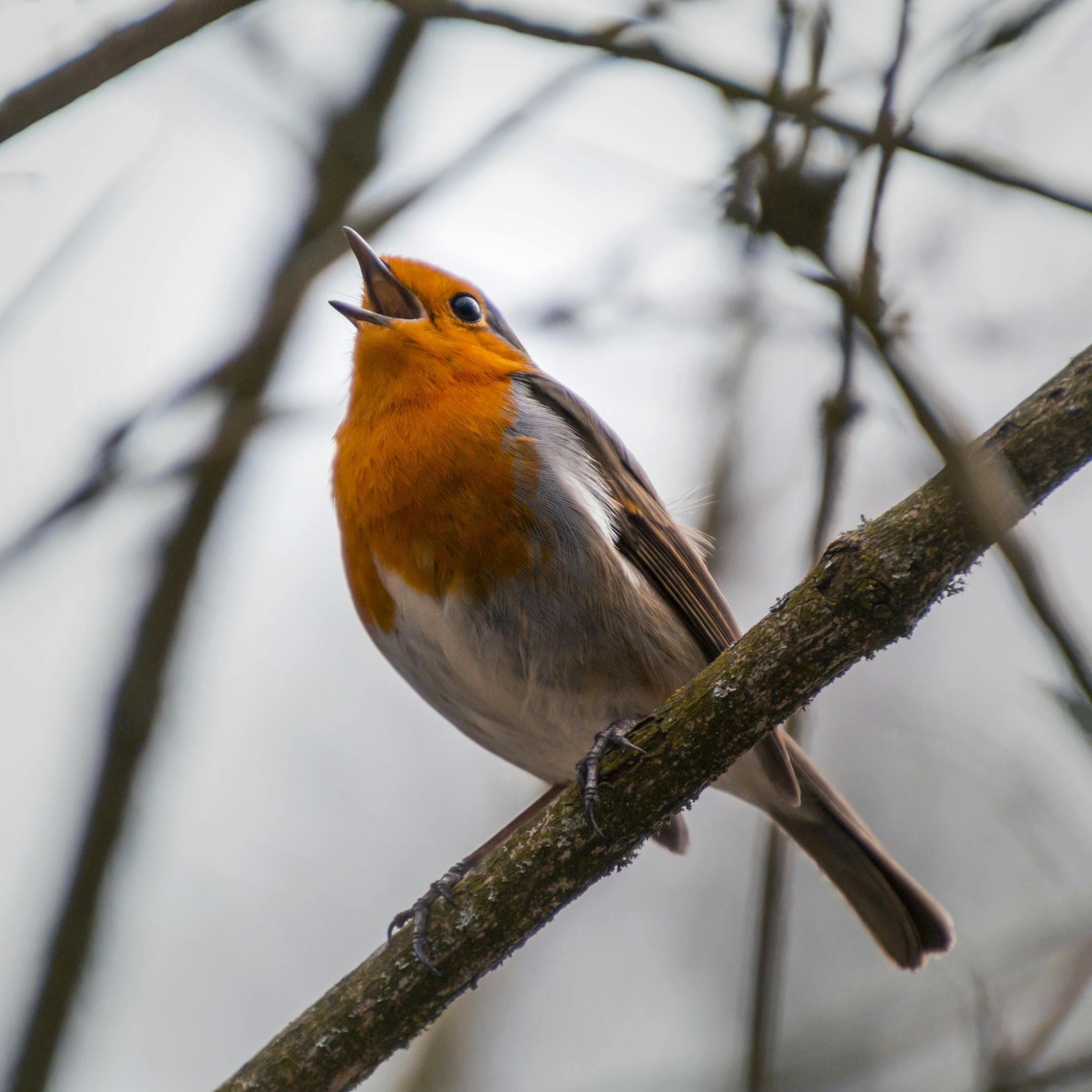 Close-up of a robin singing on a branch, showcasing vibrant plumage during spring.