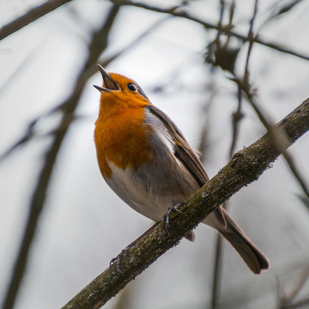 Close-up of a robin singing on a branch, showcasing vibrant plumage during spring.