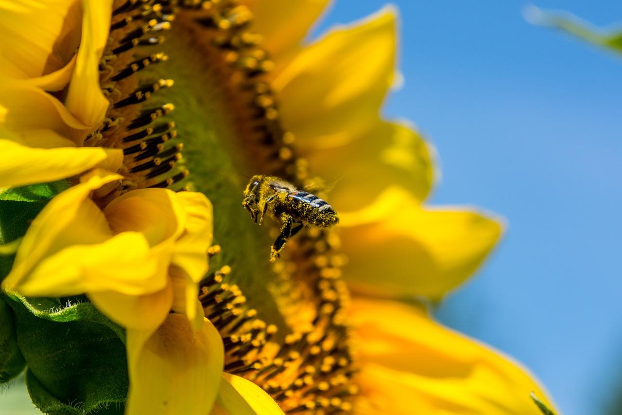 bee-839761_1920.jpg