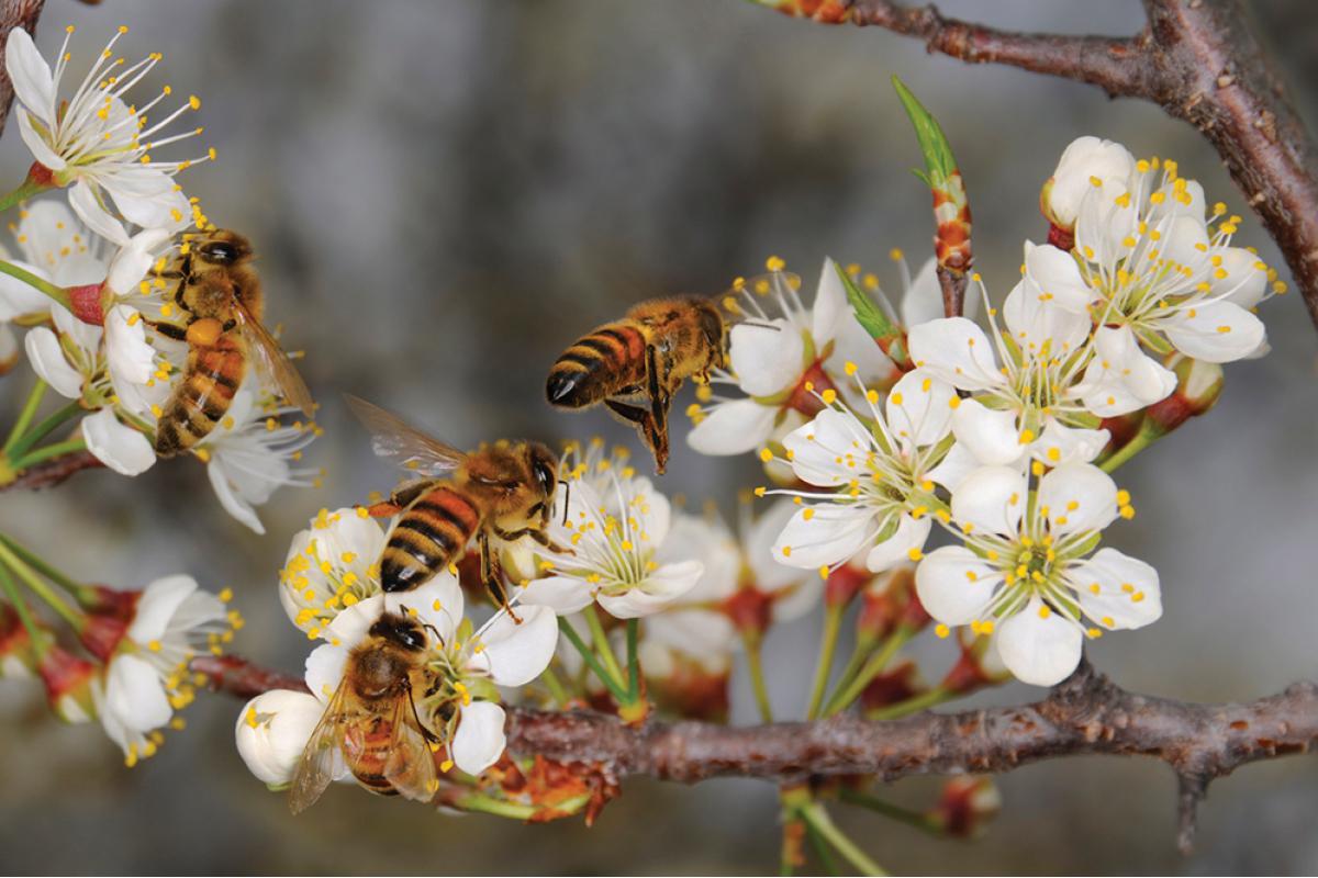 bee-biosecurity.jpg