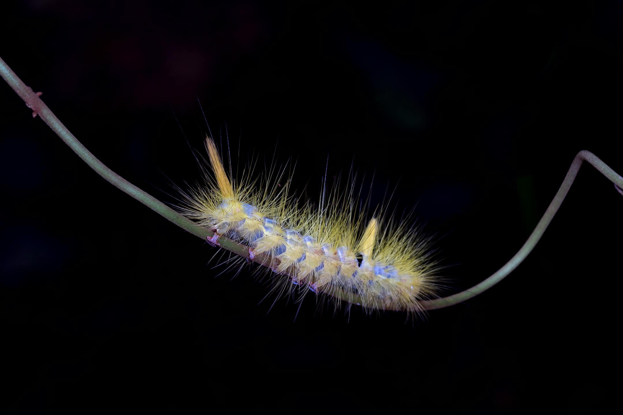 Close-up macro image of a yellow hairy caterpillar on a dark background.