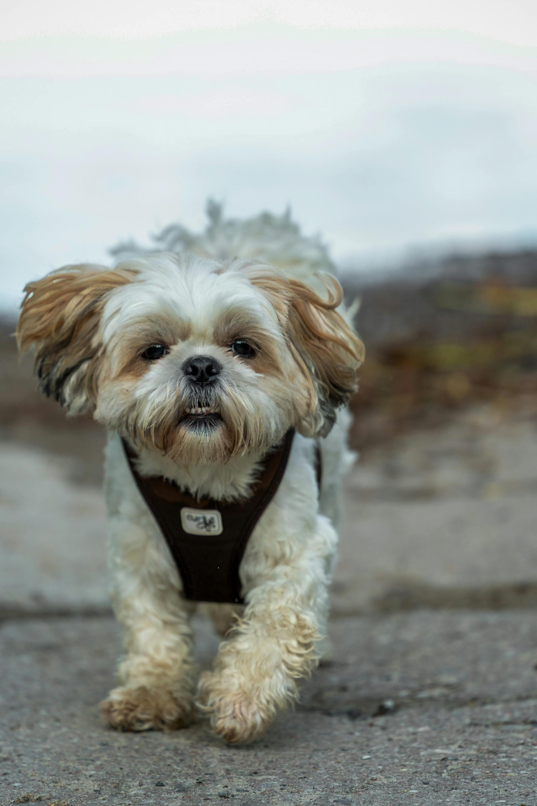 Charming Shih Tzu dog walking on a pathway outdoors, showcasing its fluffy coat and friendly demeanor.