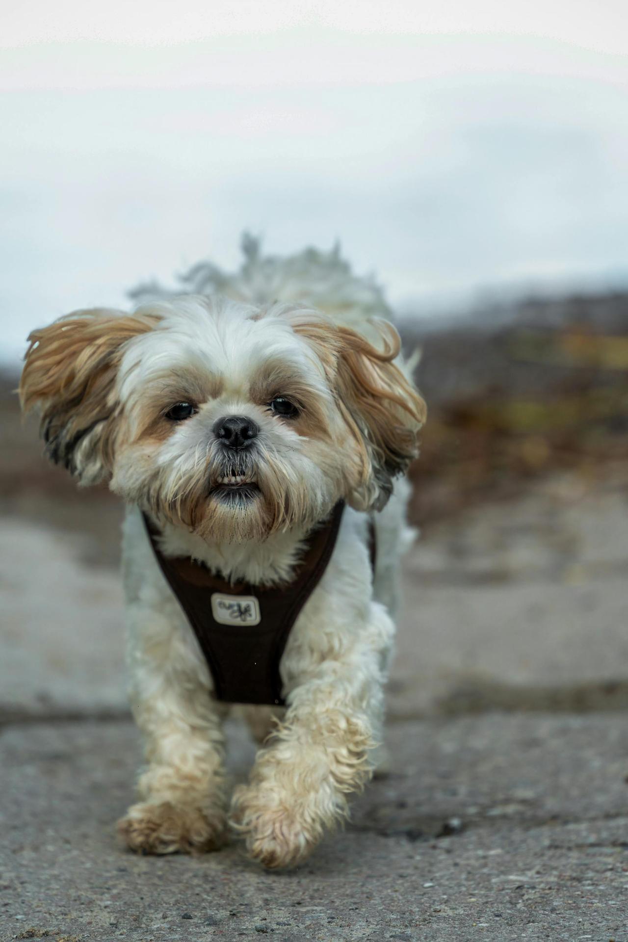 Charming Shih Tzu dog walking on a pathway outdoors, showcasing its fluffy coat and friendly demeanor.