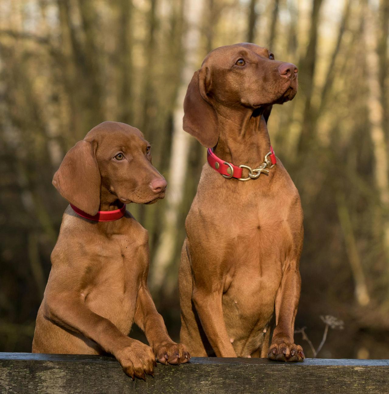 Two adorable Vizslas with red collars posing together in a forest setting.