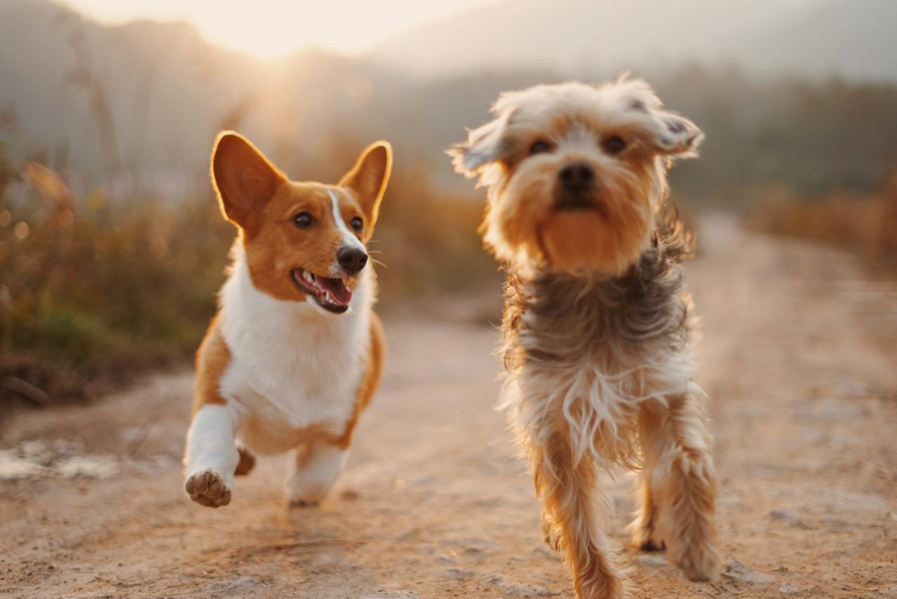 "Dog training near me" is not the only Google search necessary to find a behavioral specialist