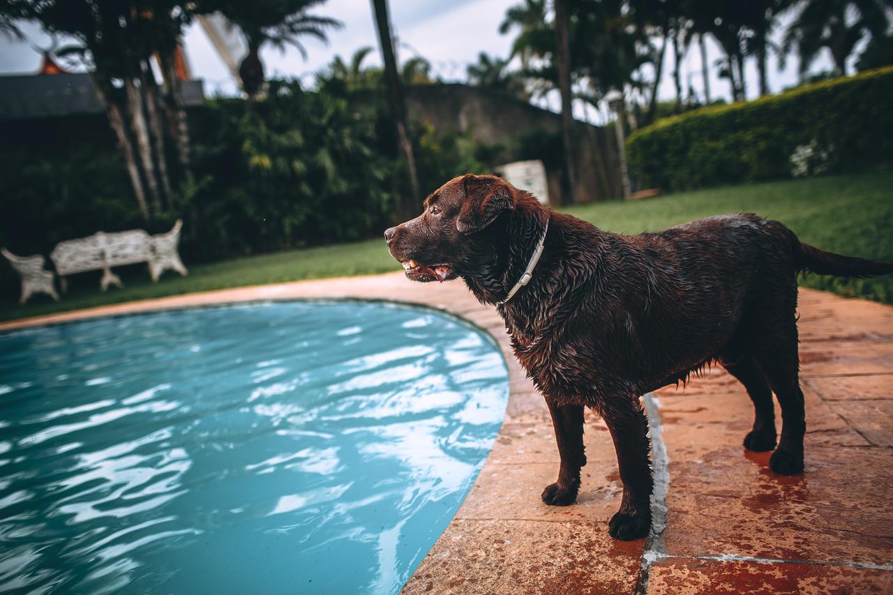 can dogs be on daytona beach