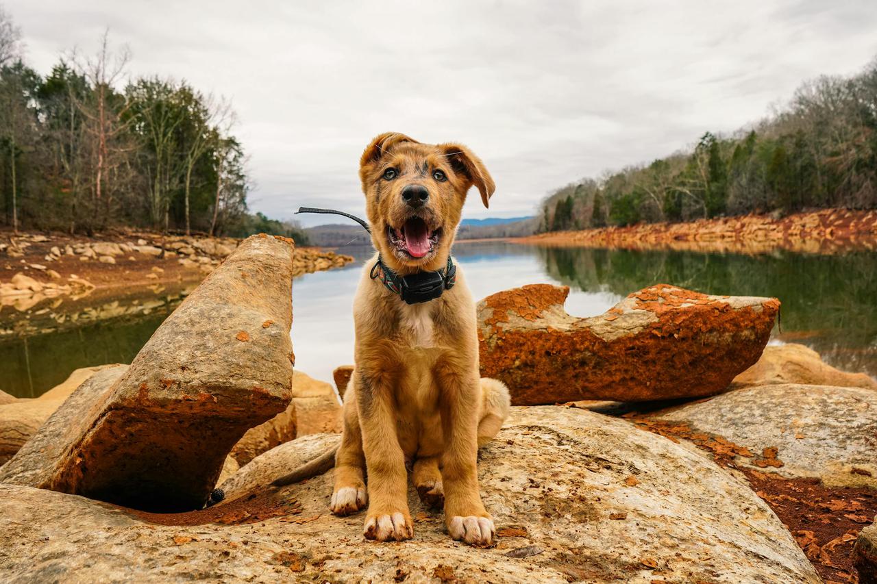 Adorable puppy sitting on rocks by a scenic lake, showcasing nature and pet joy.