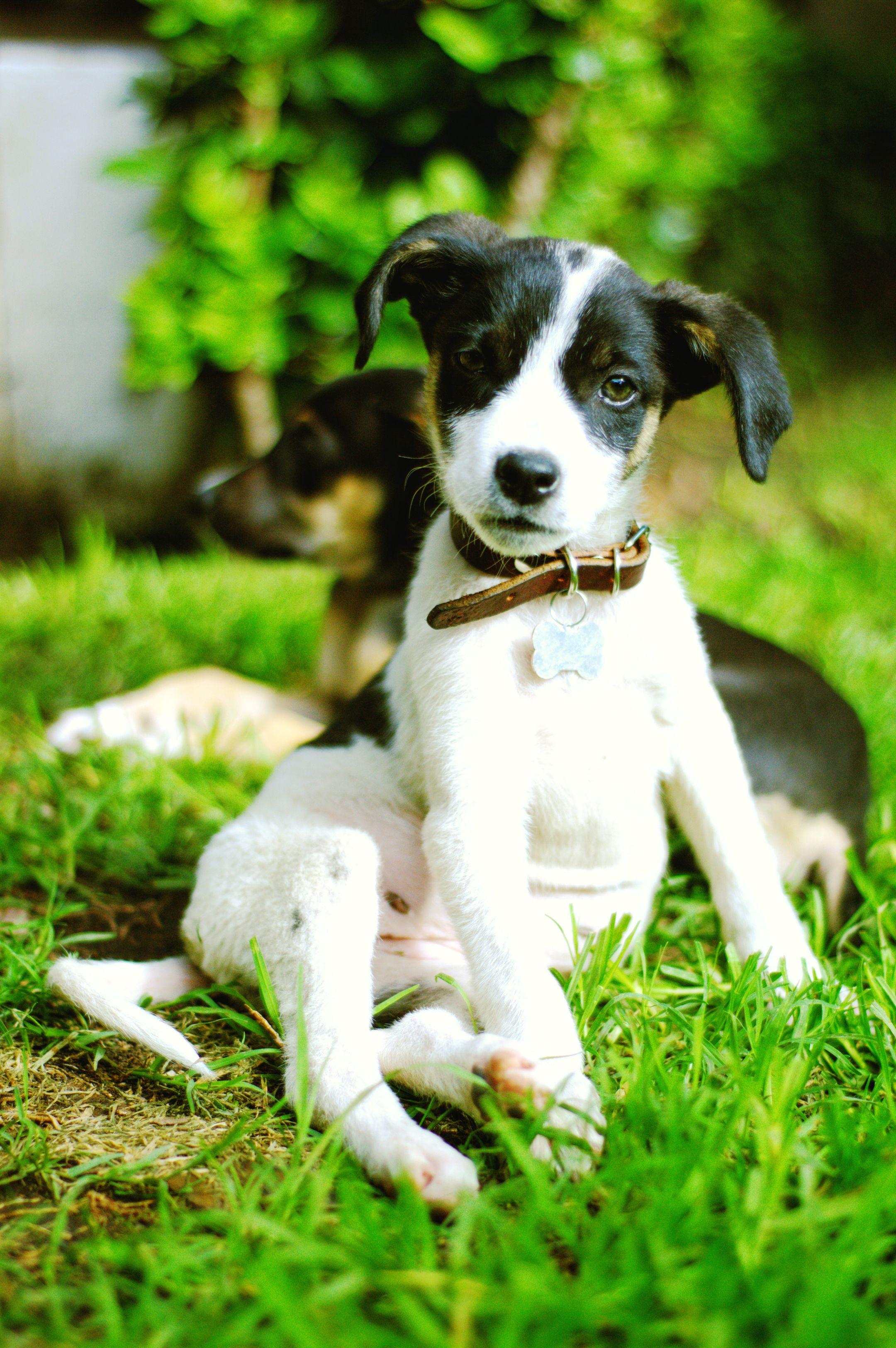 Cute black and white puppies sitting on the grass outdoors, enjoying a sunny day.