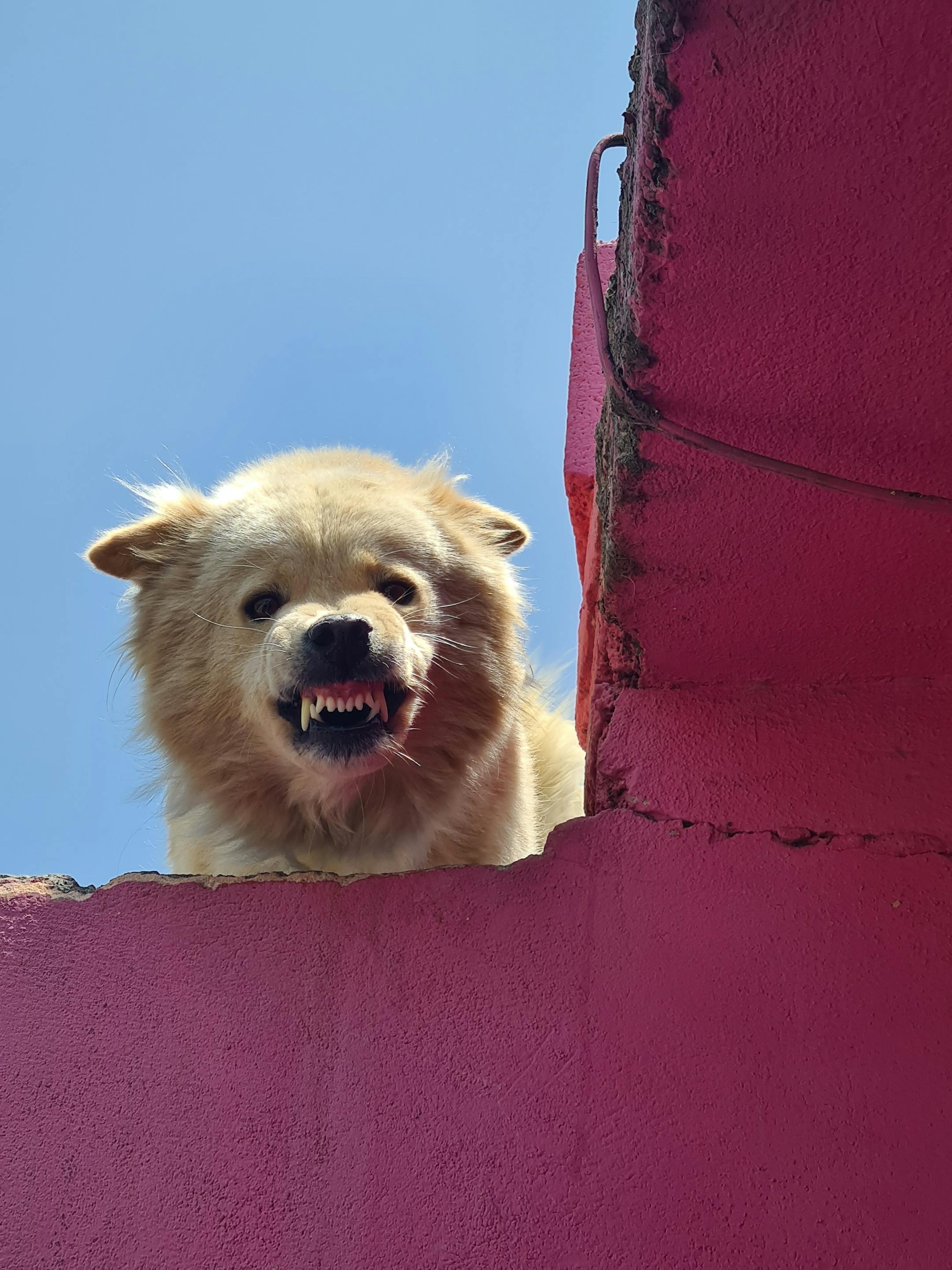 A snarling dog peers over a vibrant pink wall against a clear blue sky.