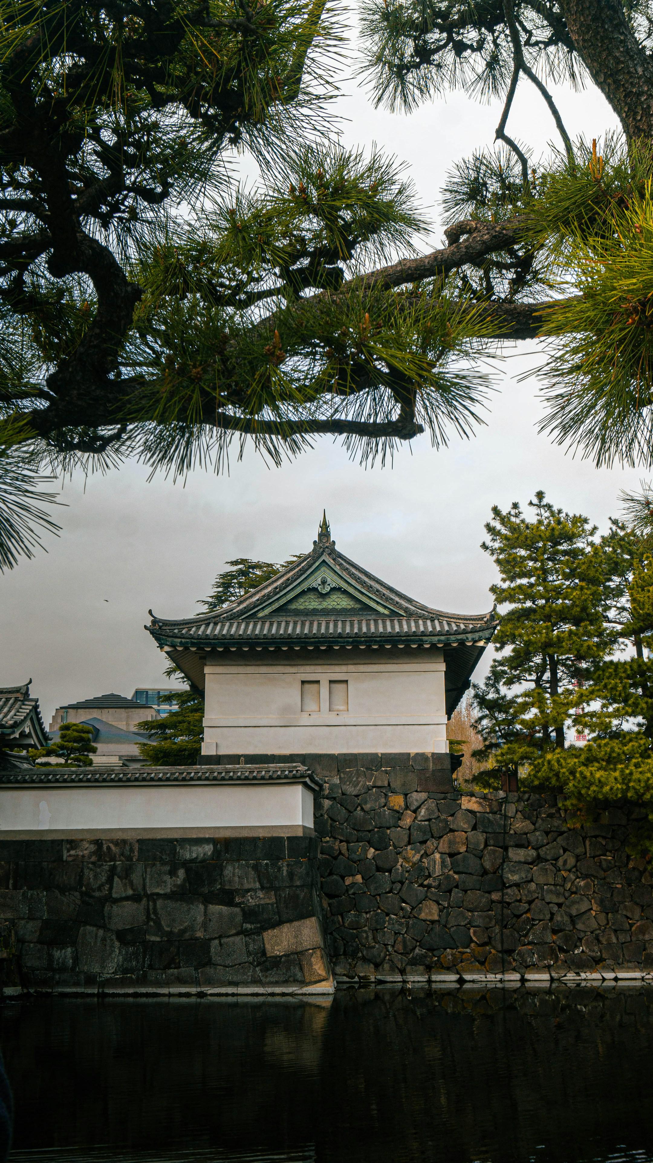 Front looking imperial Palace framed by river and tree branch