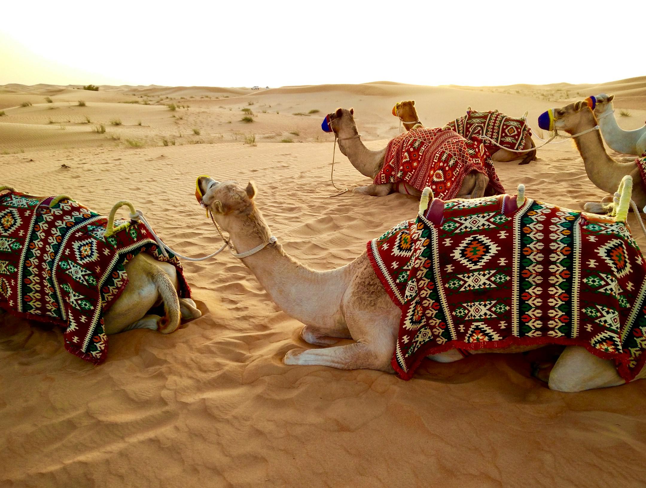 2 hours drive from Dubai into the desert