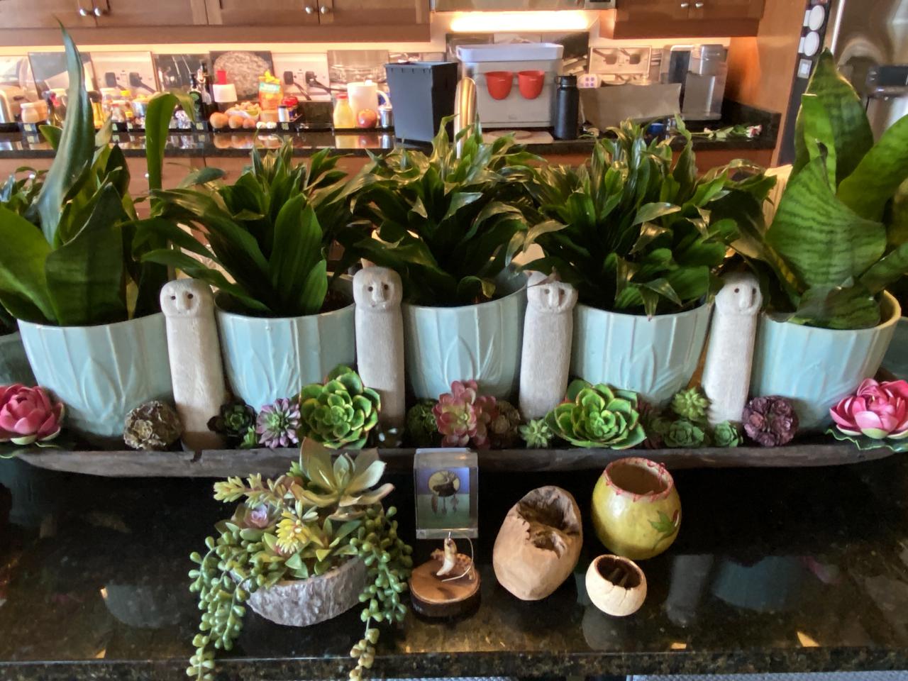 condo 20 green pot plants.jpeg