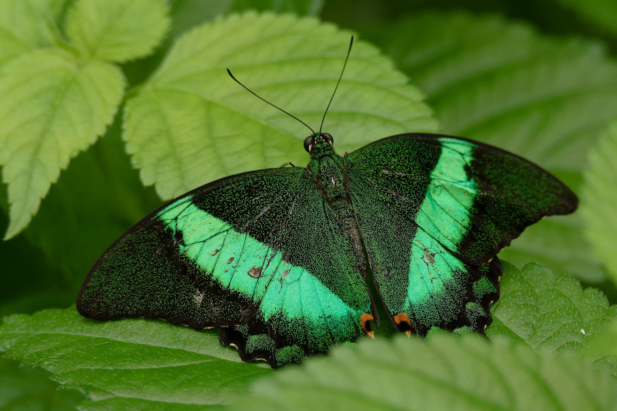 Close-up of vibrant emerald swallowtail butterfly resting on lush green leaves.