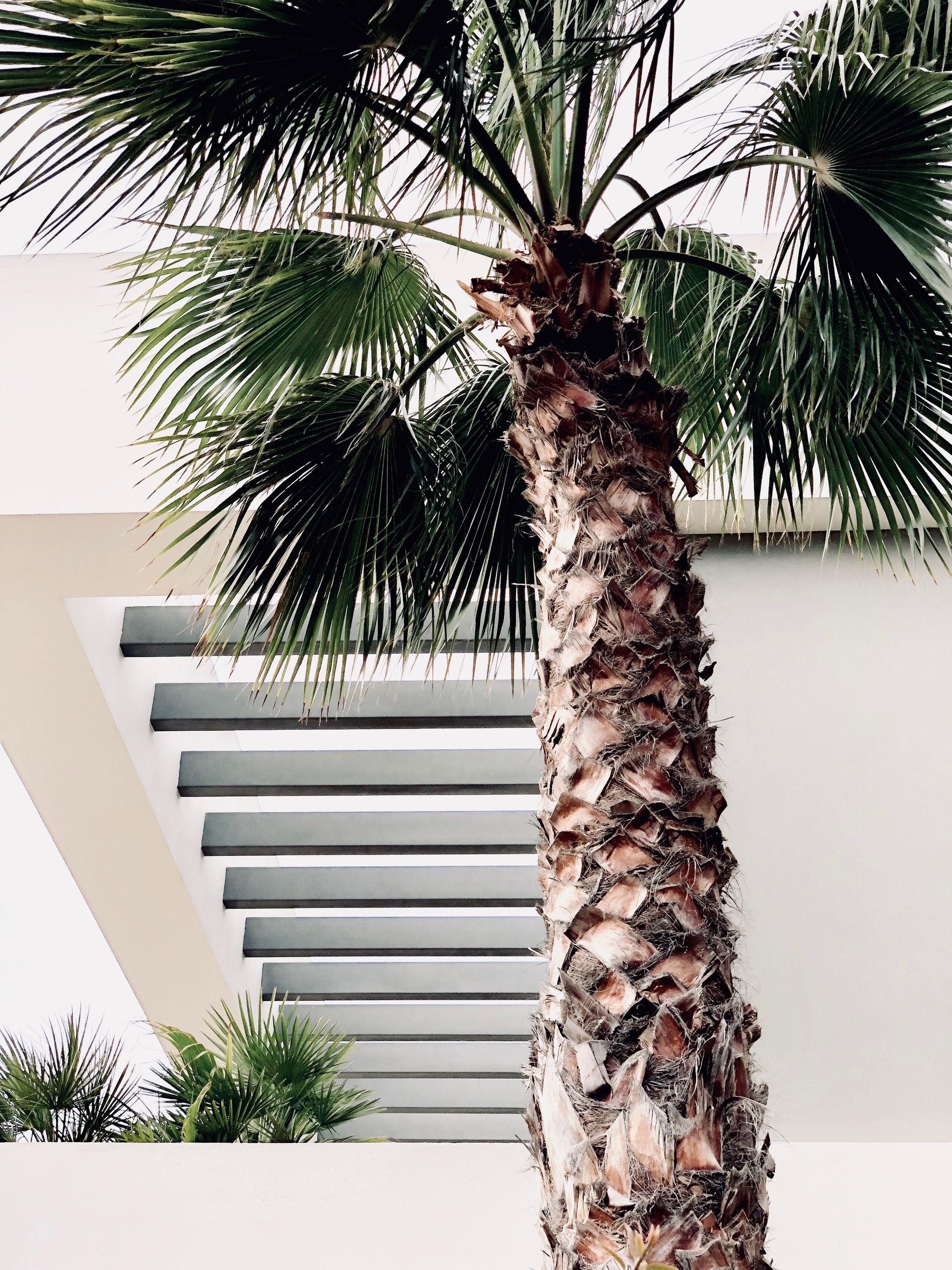 Stylish palm tree beside sleek architectural structure, perfect for design mockups or backgrounds.
