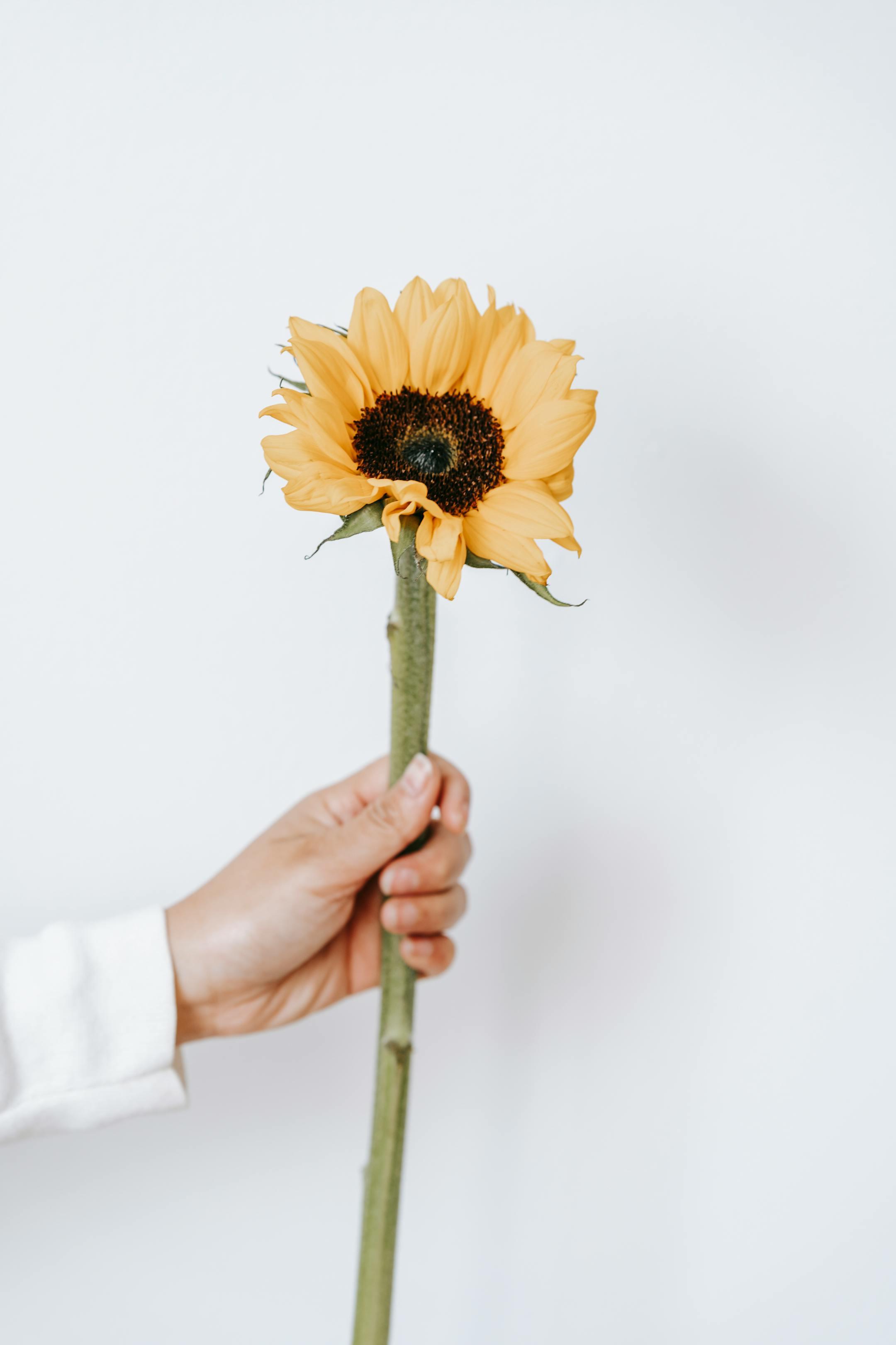 A hand holds a beautiful sunflower with a vibrant yellow bloom against a bright white background.