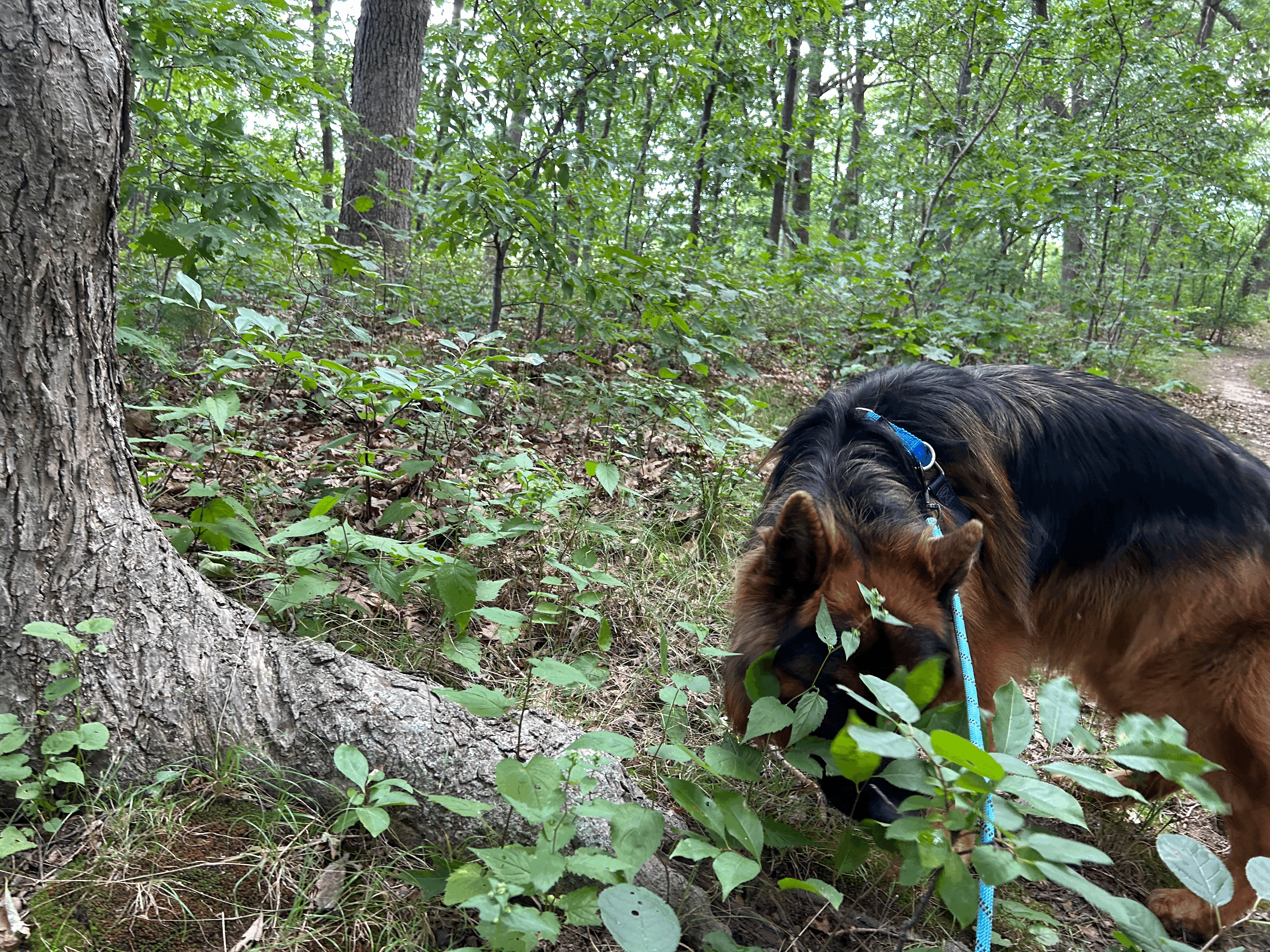 tempimagen0l7w3.gif