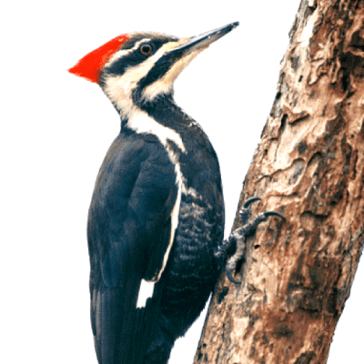 woodpecker-square.png