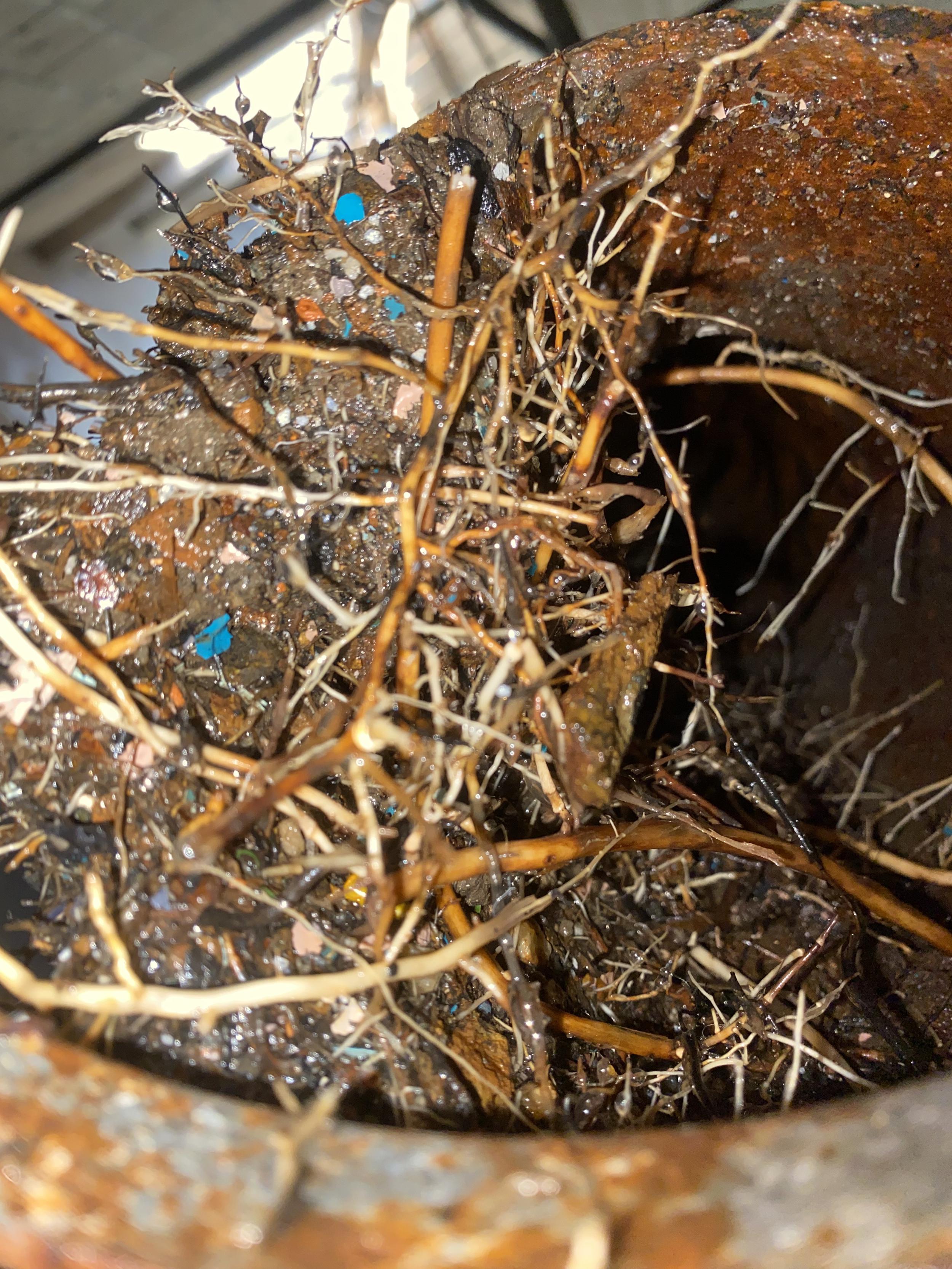 roots inside a pipe
