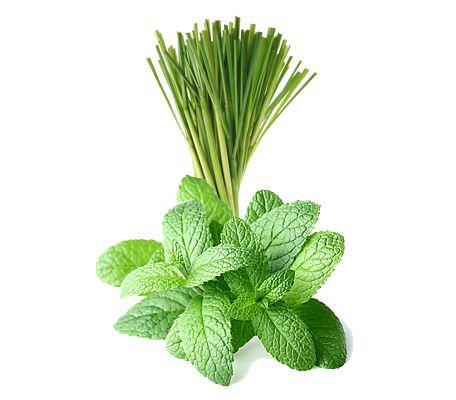 lemongrass mint.jpg