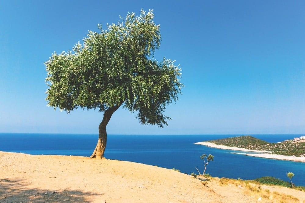 olive tree 2.jpg