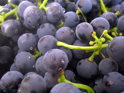 traditionial balsamic.png