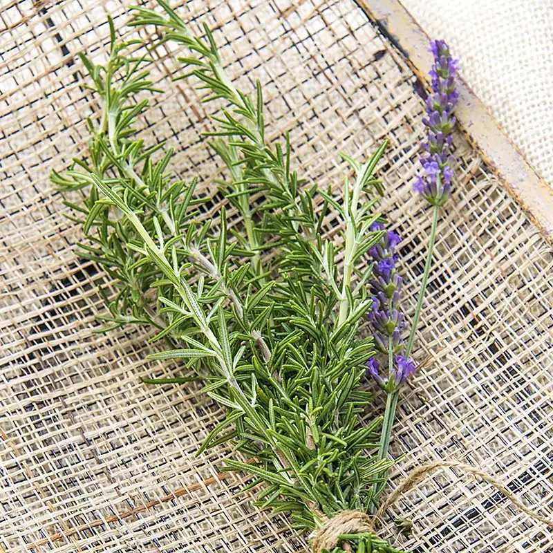 rosemary.webp