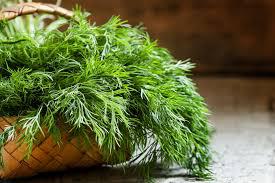dill image.jpg